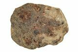 Agoudal Iron Meteorites (4-6 grams) - Morocco - Photo 4